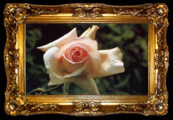 framed  unknow artist Still life floral, all kinds of reality flowers oil painting  380, ta009-2